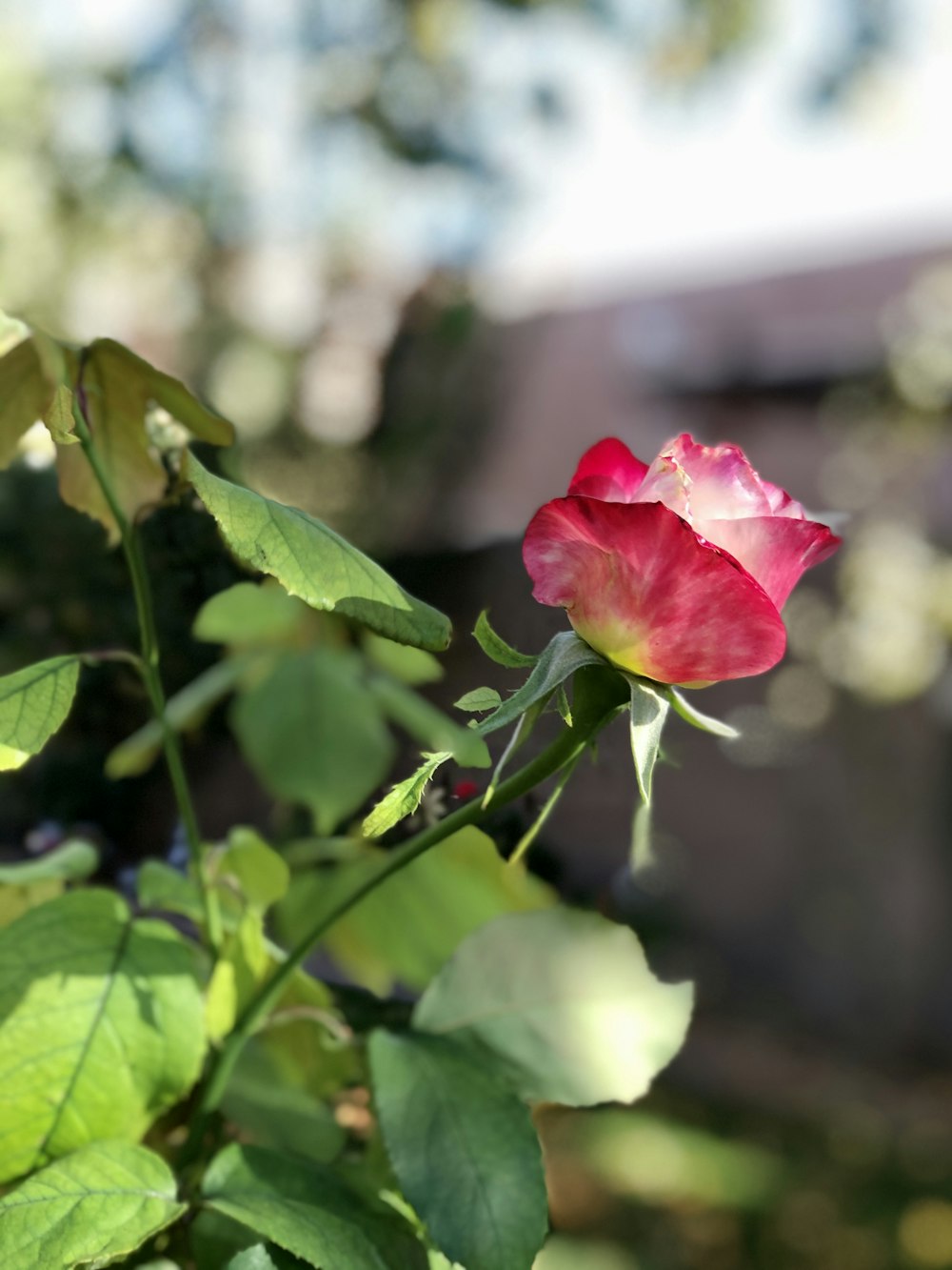 pink rose in bloom during daytime