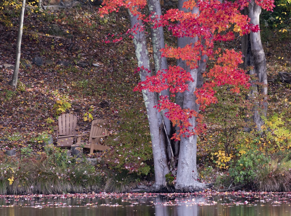 brown wooden bench beside body of water