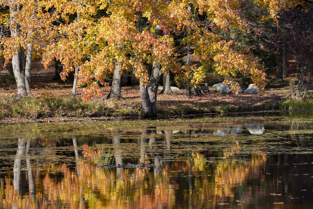 brown and green trees beside river during daytime