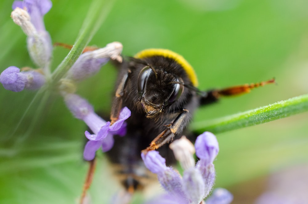 black and yellow bee on purple flower