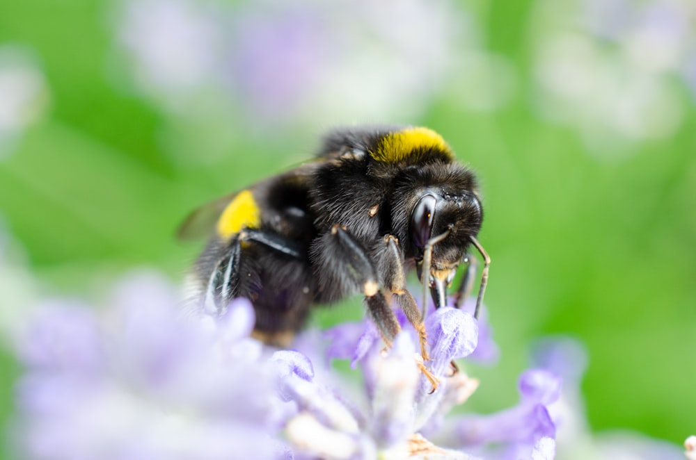 black and yellow bee on purple flower