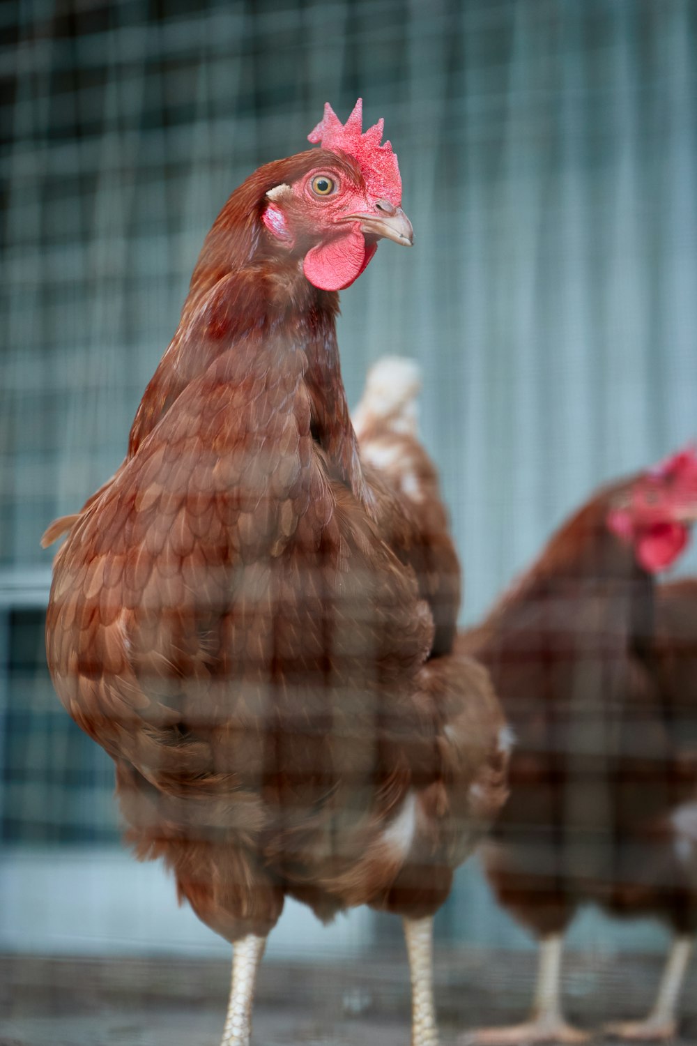 brown hen in cage during daytime