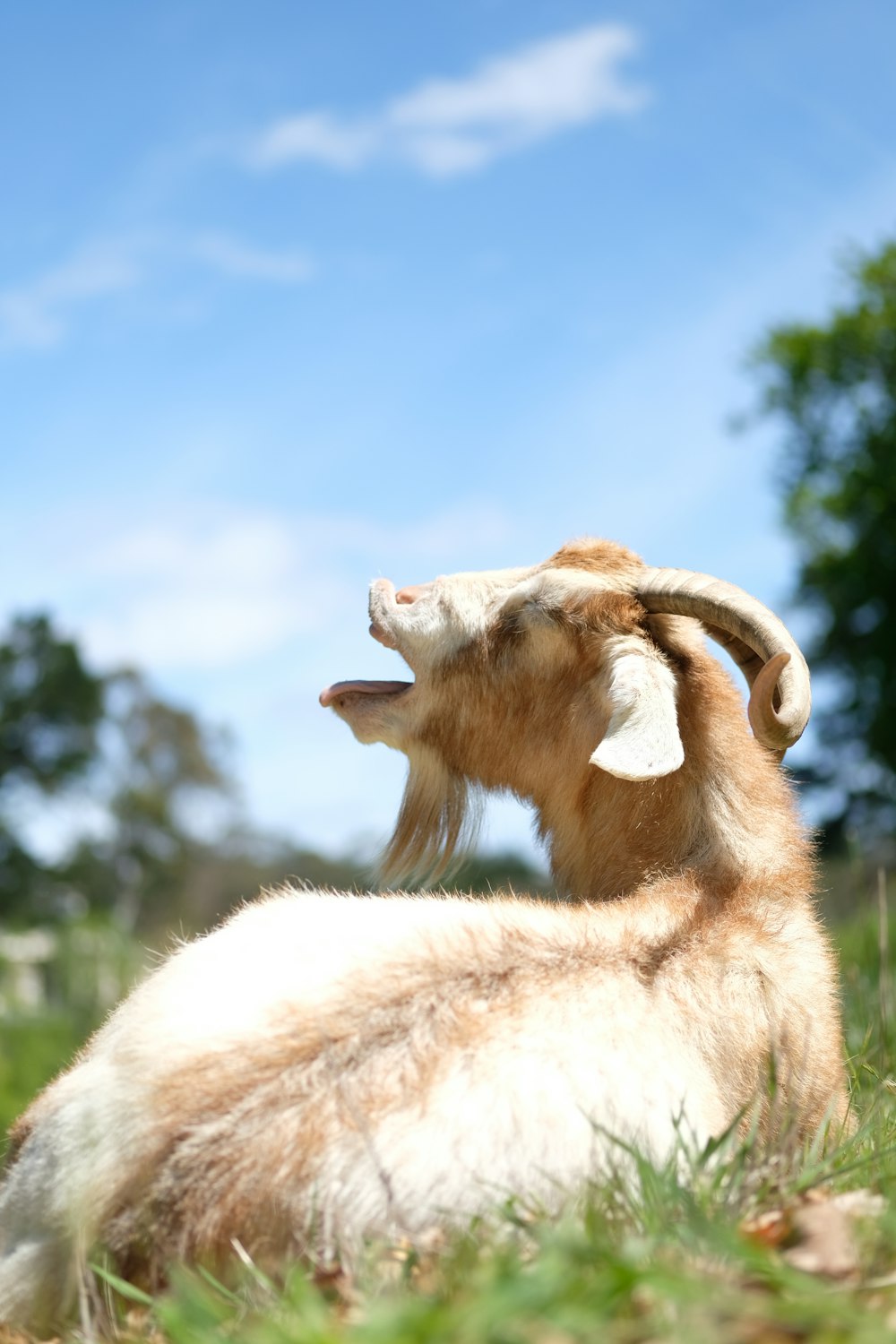 white and brown goat in tilt shift lens