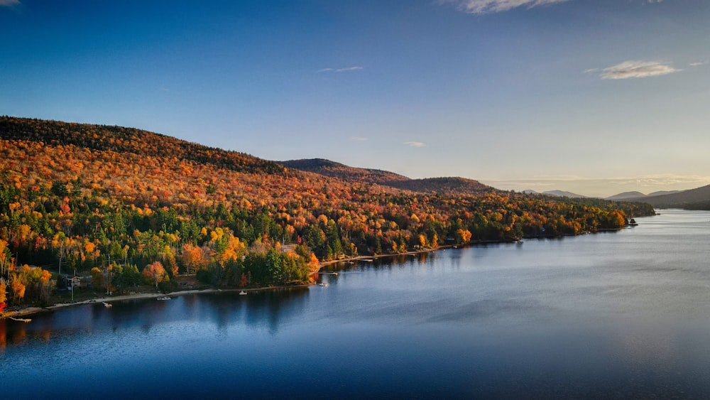 green and brown trees beside lake under blue sky during daytime