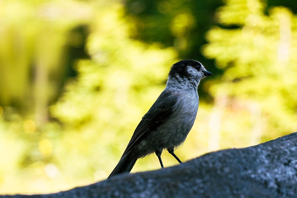 blue and white bird on gray rock