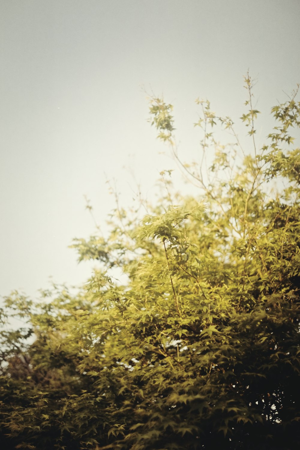 green leaf tree under white sky during daytime