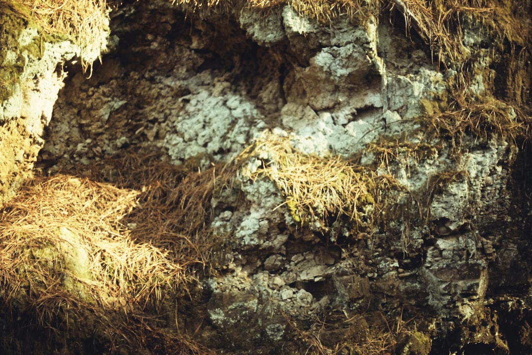 brown dried grass on rocky ground