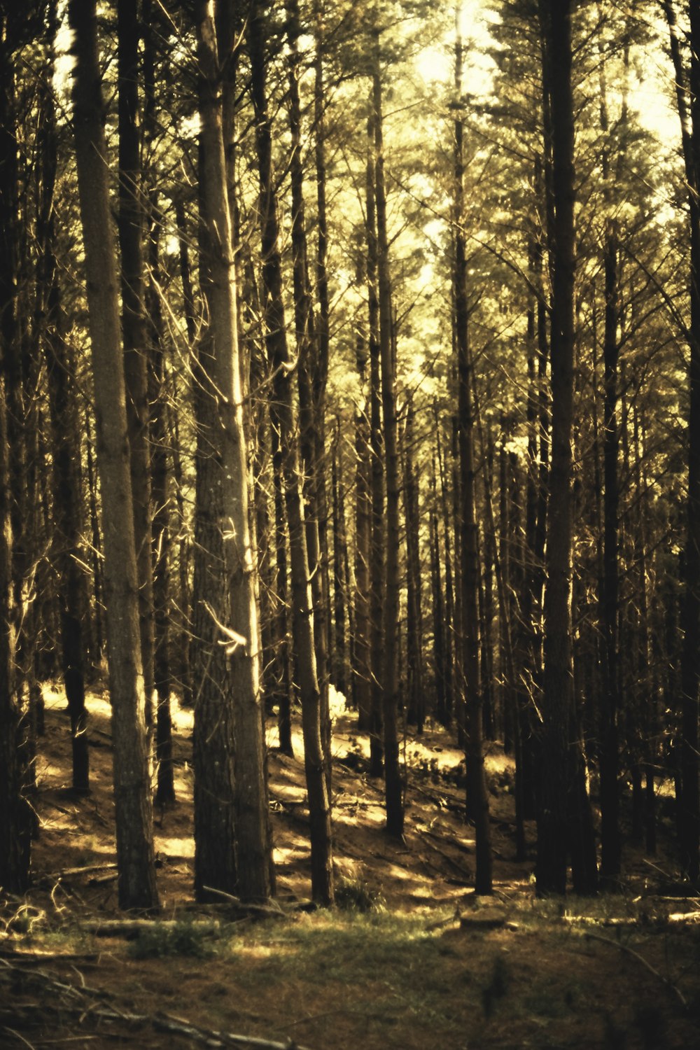 昼間の森の茶色い木々