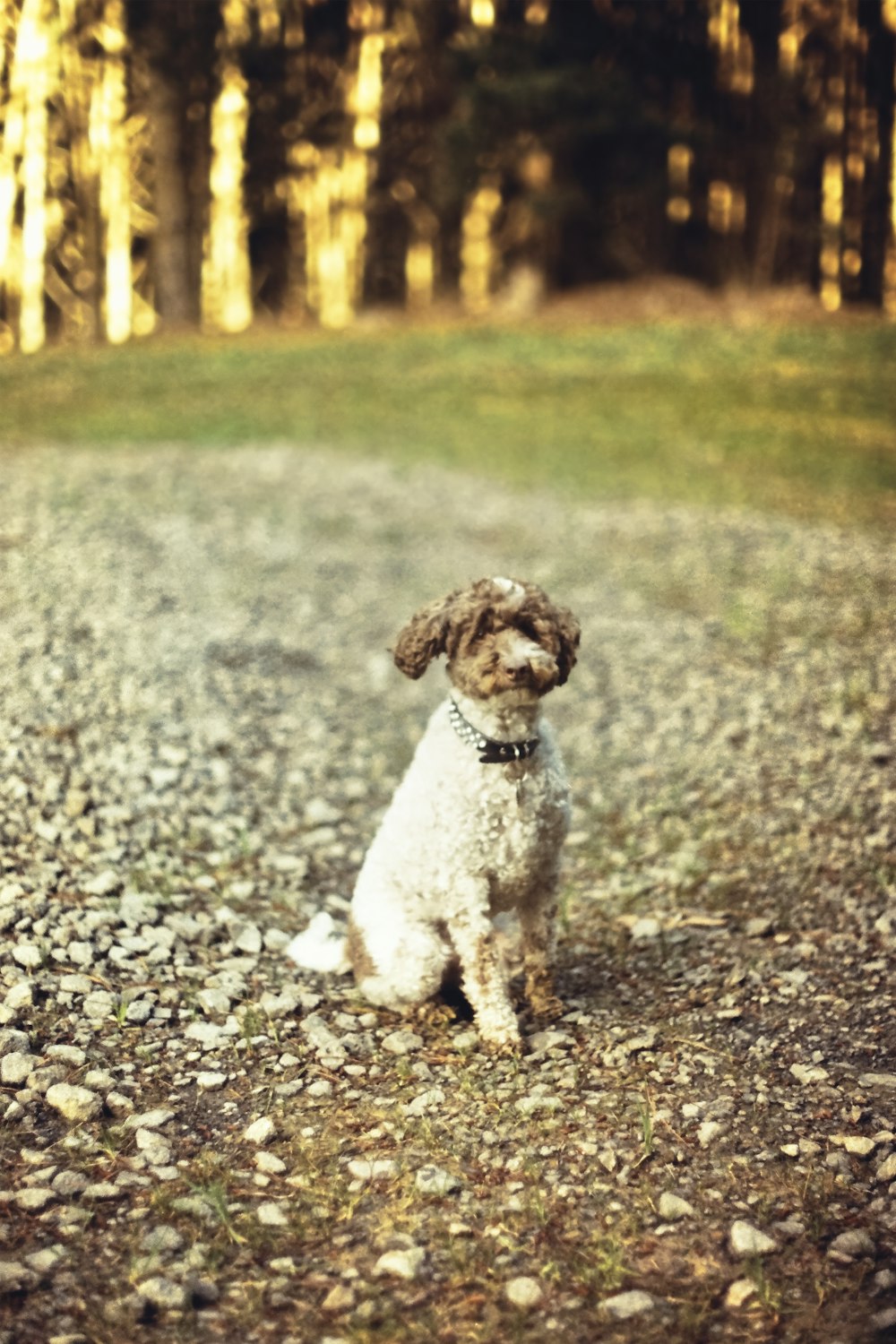 white and brown short coated small dog on gray and white rocky road during daytime