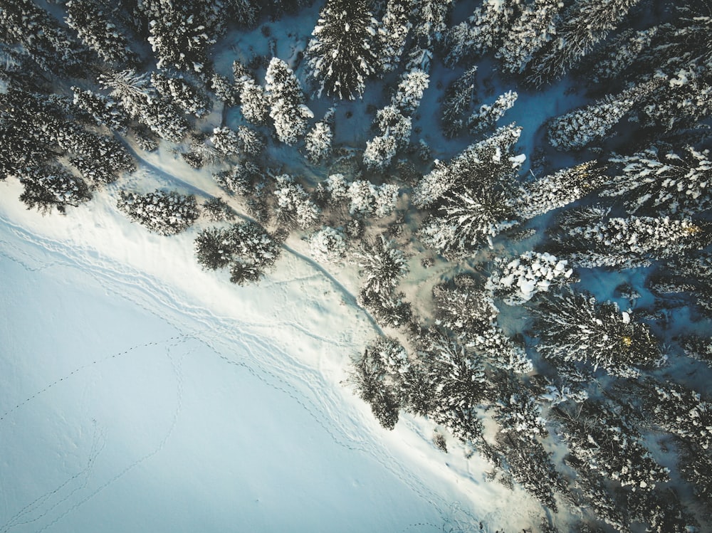 árvores cobertas de neve durante o dia