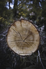 A cross-section of a tree trunk with visible growth rings and cracks, surrounded by foliage in a forest environment. The background is slightly out of focus, highlighting the texture and details of the tree trunk.