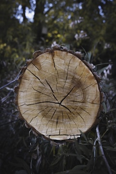A cross-section of a tree trunk with visible growth rings and cracks, surrounded by foliage in a forest environment. The background is slightly out of focus, highlighting the texture and details of the tree trunk.
