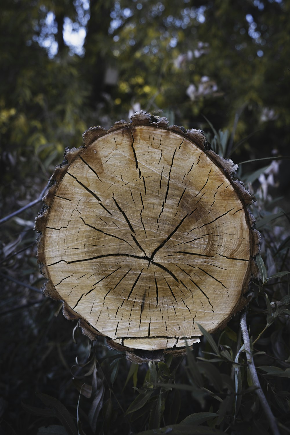 ornamento rotondo in legno marrone in fotografia ravvicinata