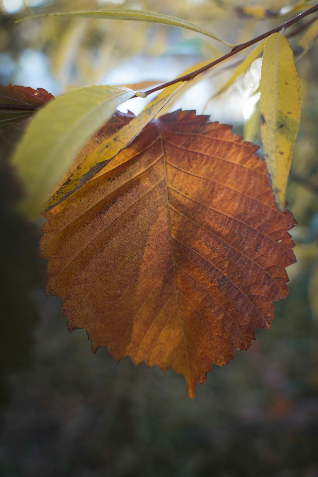 brown leaf in close up photography