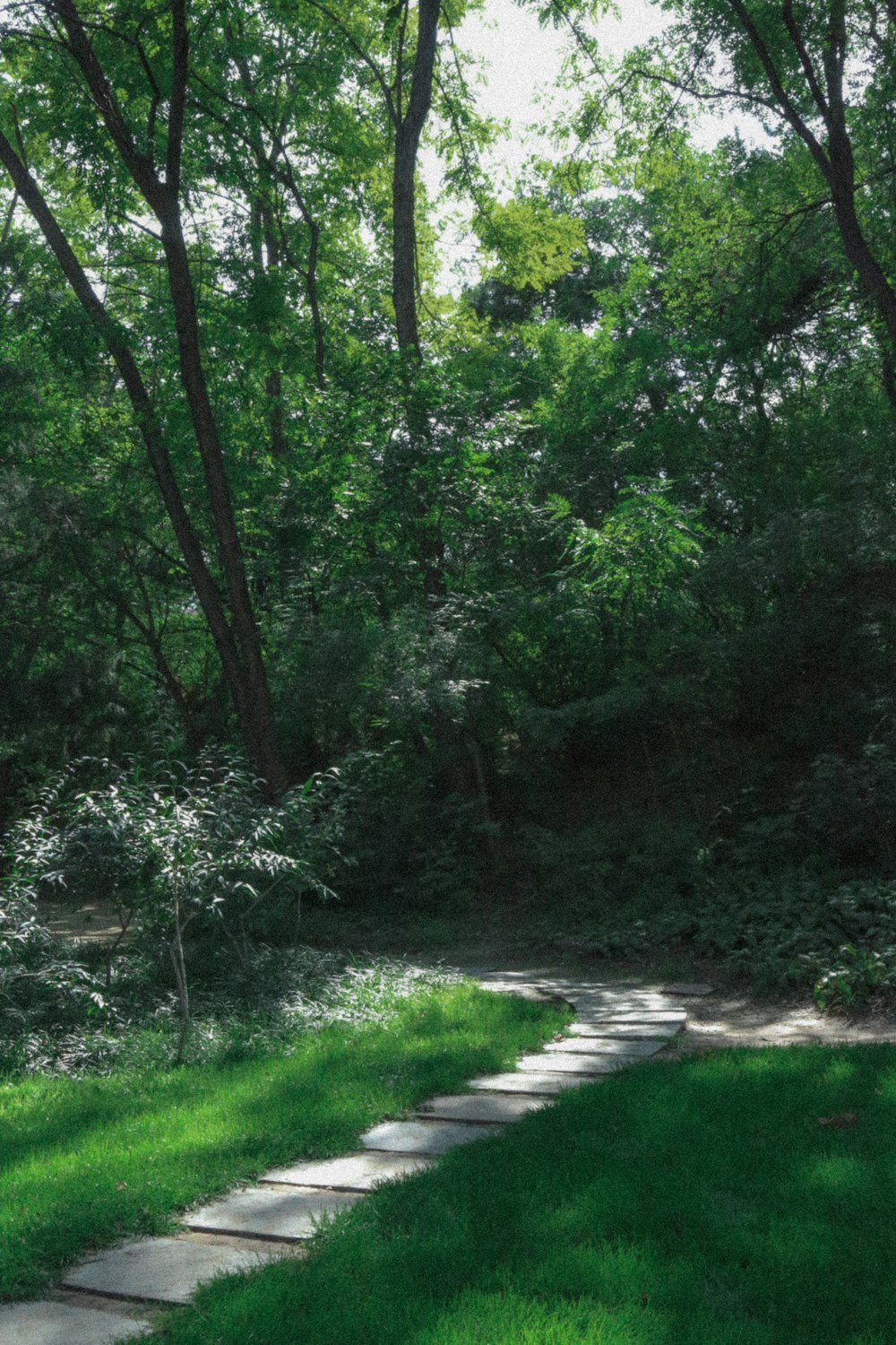 green grass and trees during daytime