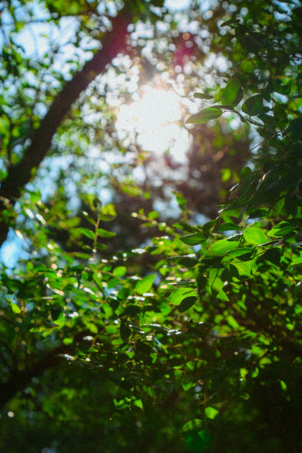 green leaves during day time