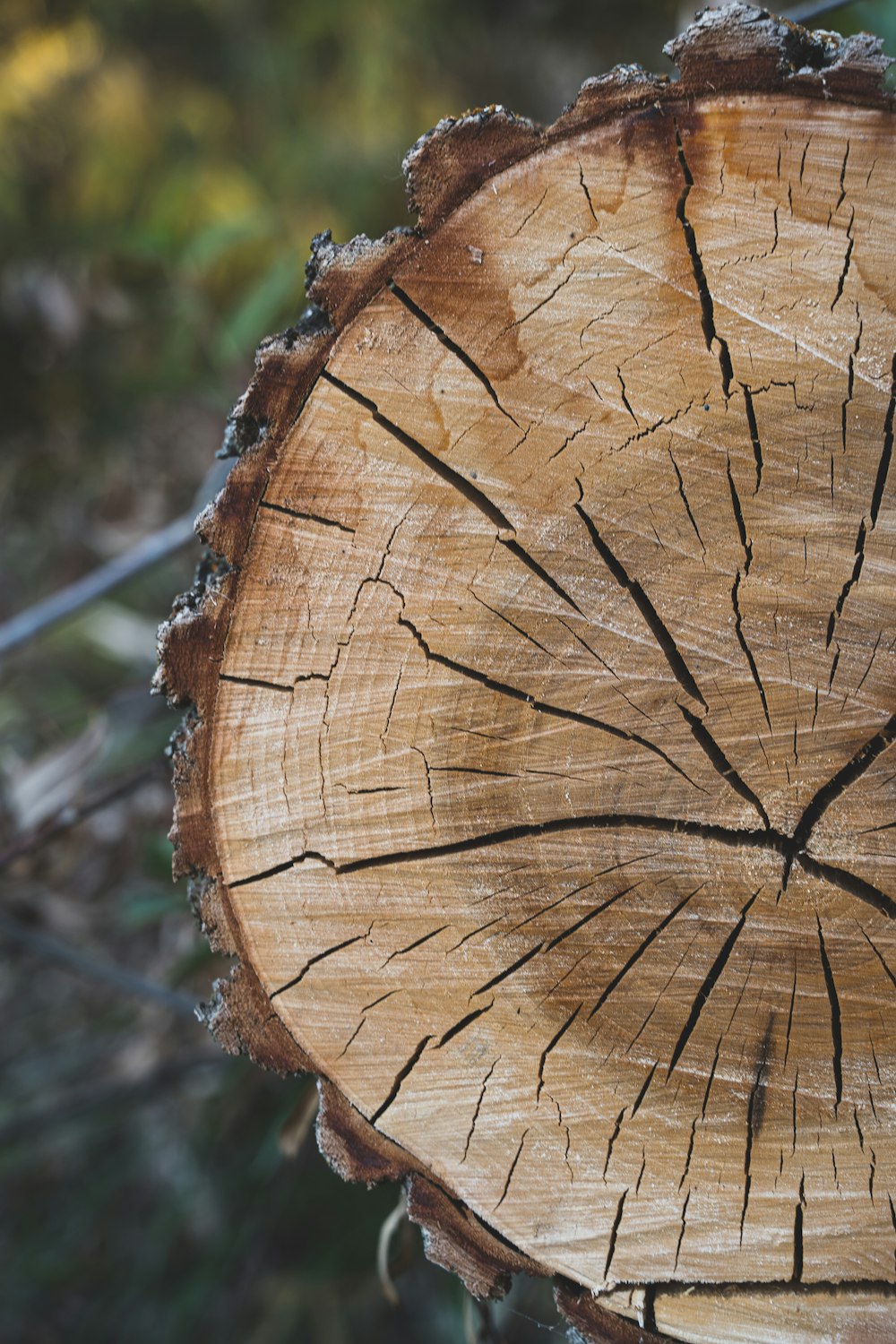 Tree Ring Pictures | Download Free Images on Unsplash
