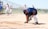 An umpire is cleaning home plate on a baseball or softball field. Behind him, a group of players in white and red uniforms are gathered, with some interacting with a coach. The field is enclosed by a chain-link fence, and there is a grassy area and trees in the background.