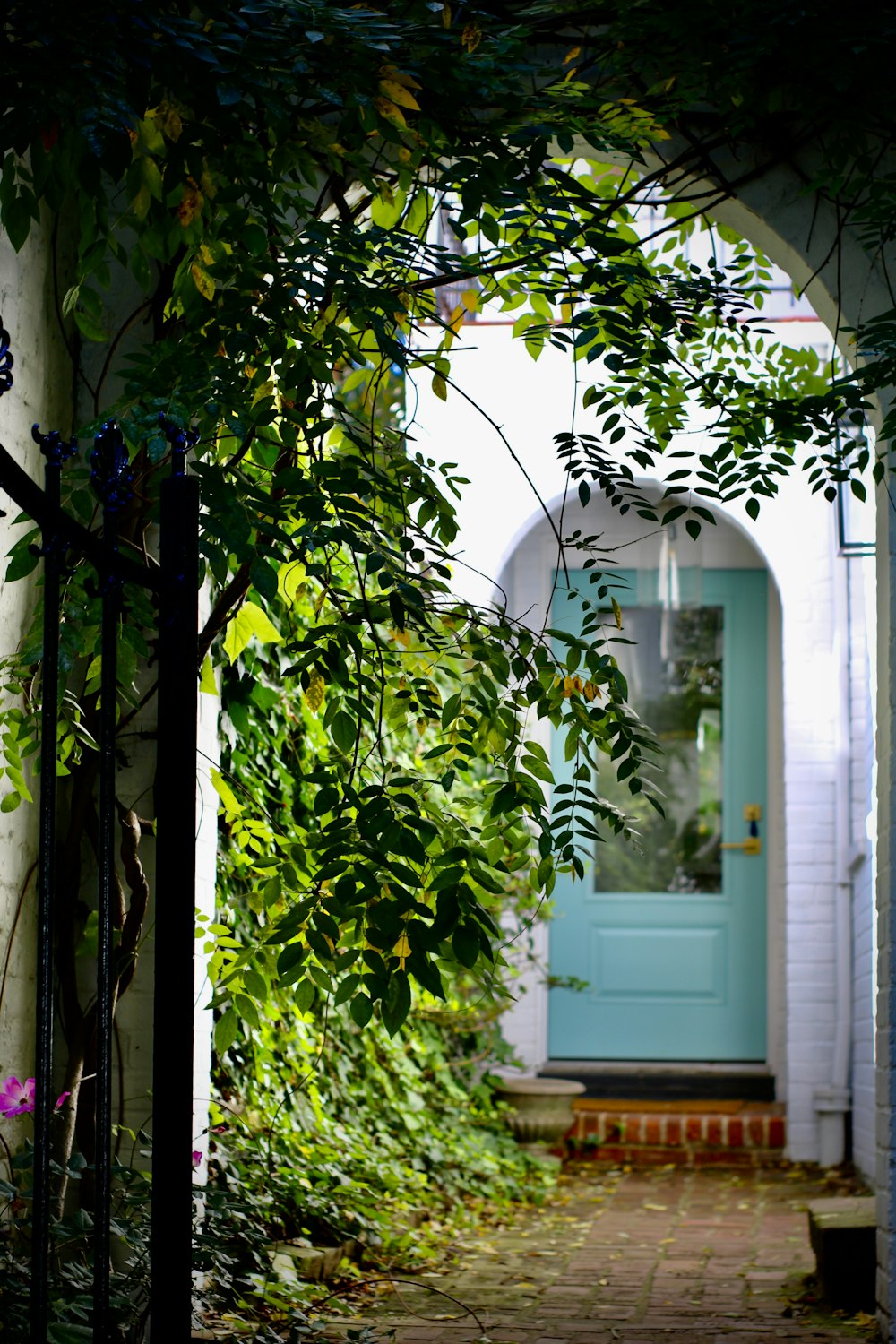 pianta a foglia verde vicino alla porta di legno bianca