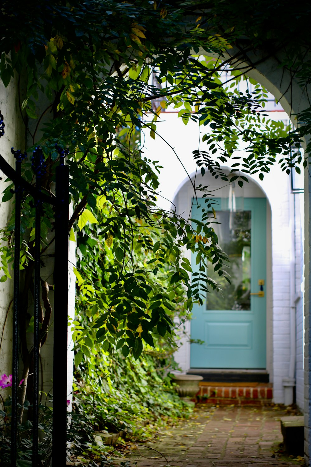 green leaf plant near white wooden door