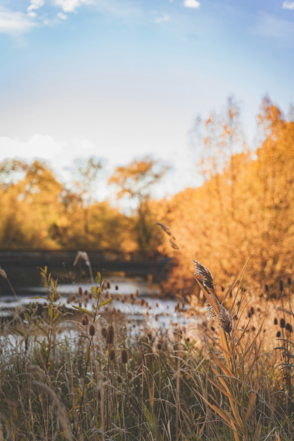 brown grass on body of water during daytime