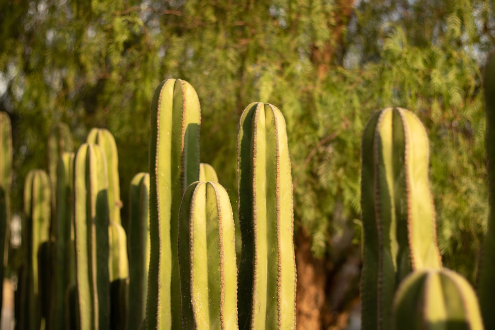 plante de cactus vert pendant la journée