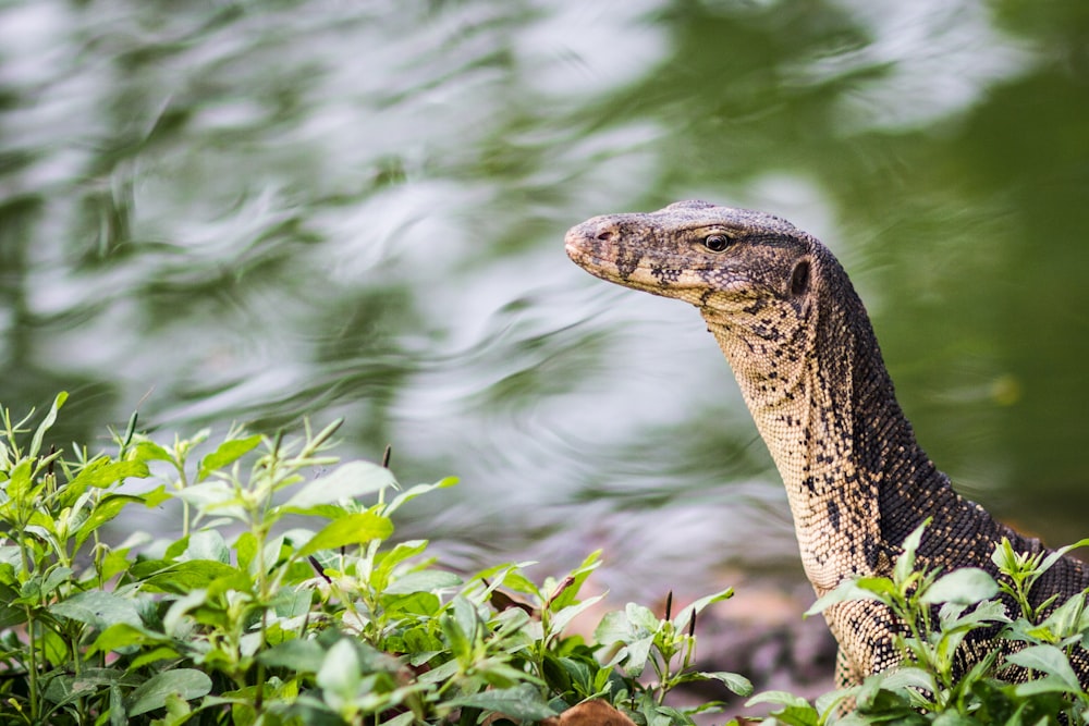 brown and black reptile on water