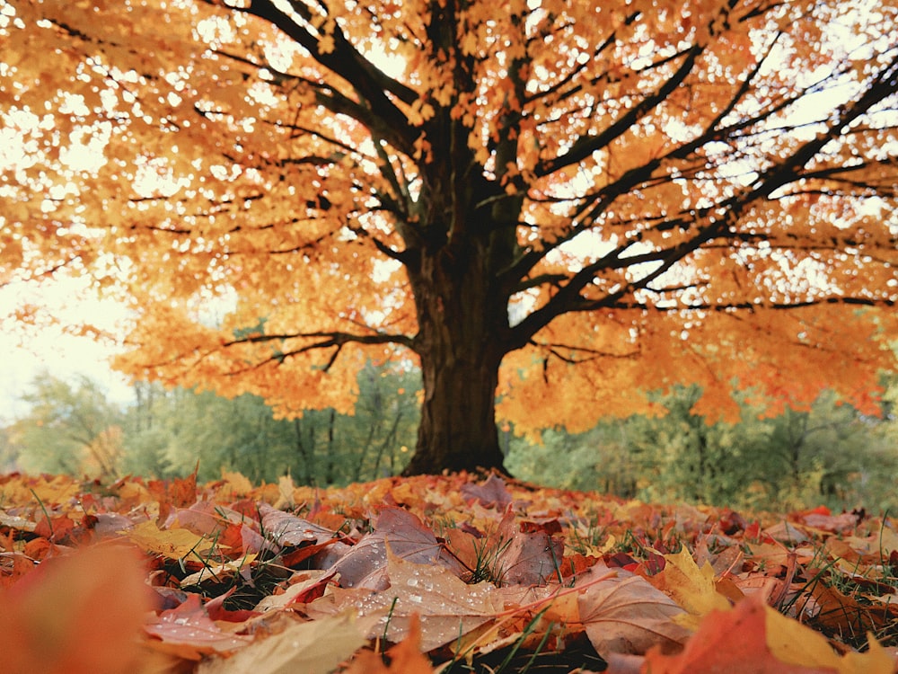 brown leaves on ground during daytime