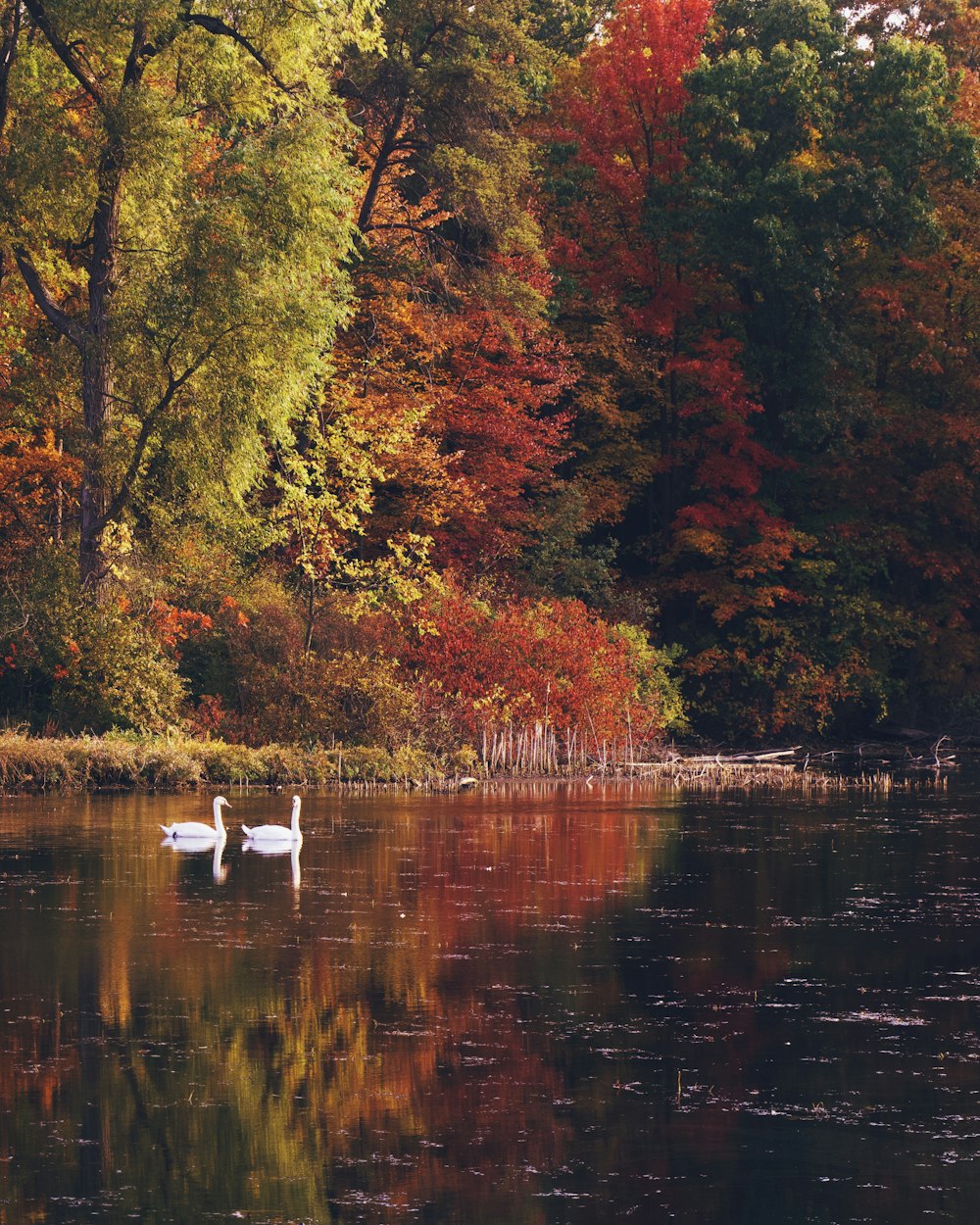 white swan on lake surrounded by trees during daytime