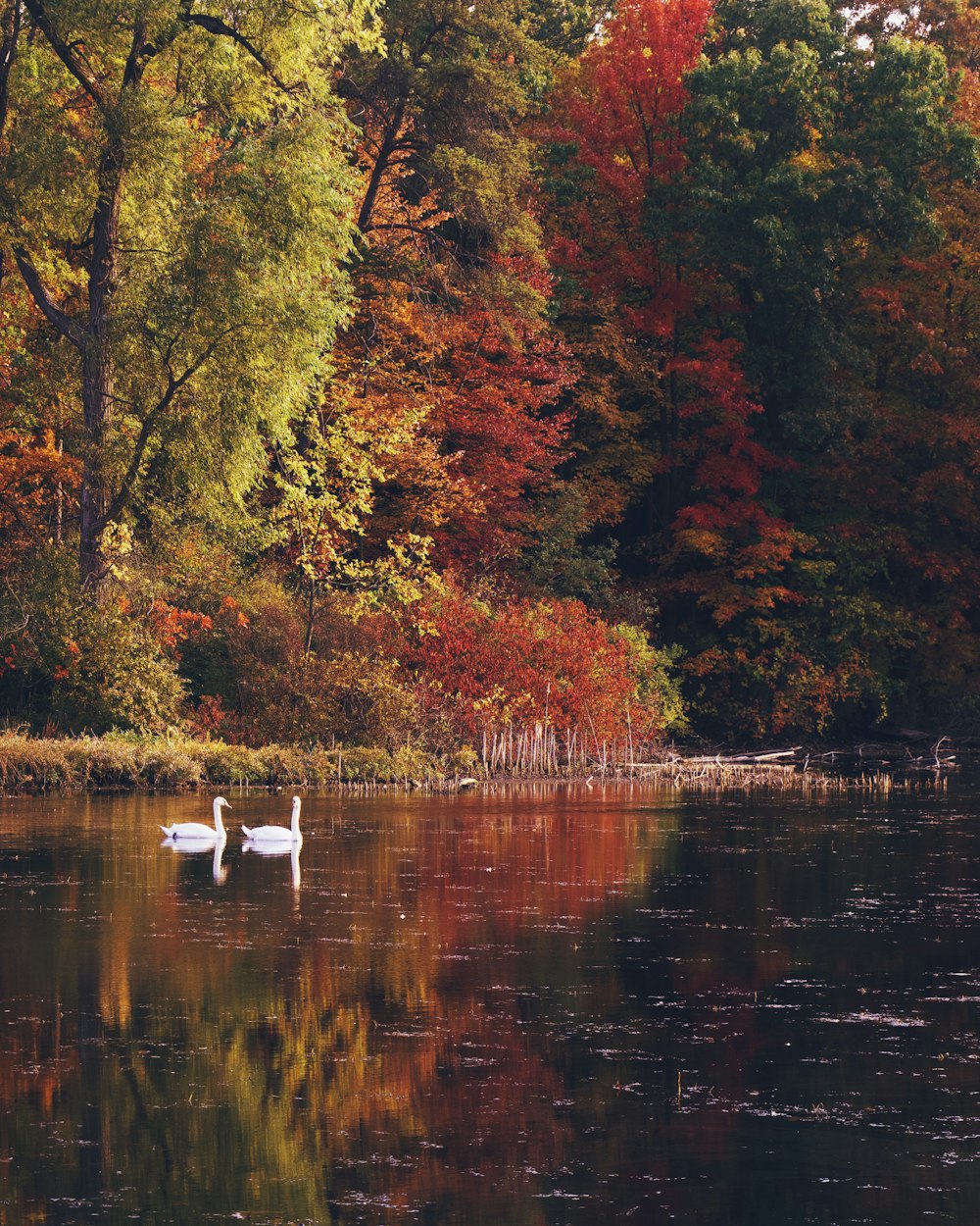 Cisne blanco en el lago rodeado de árboles durante el día