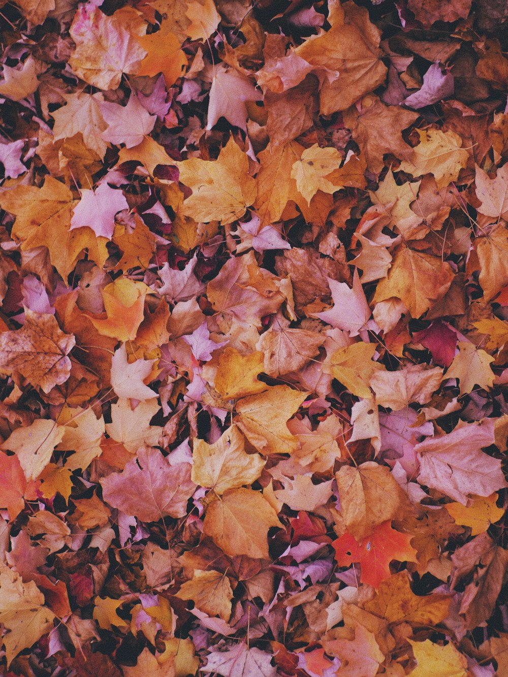 brown and yellow maple leaves