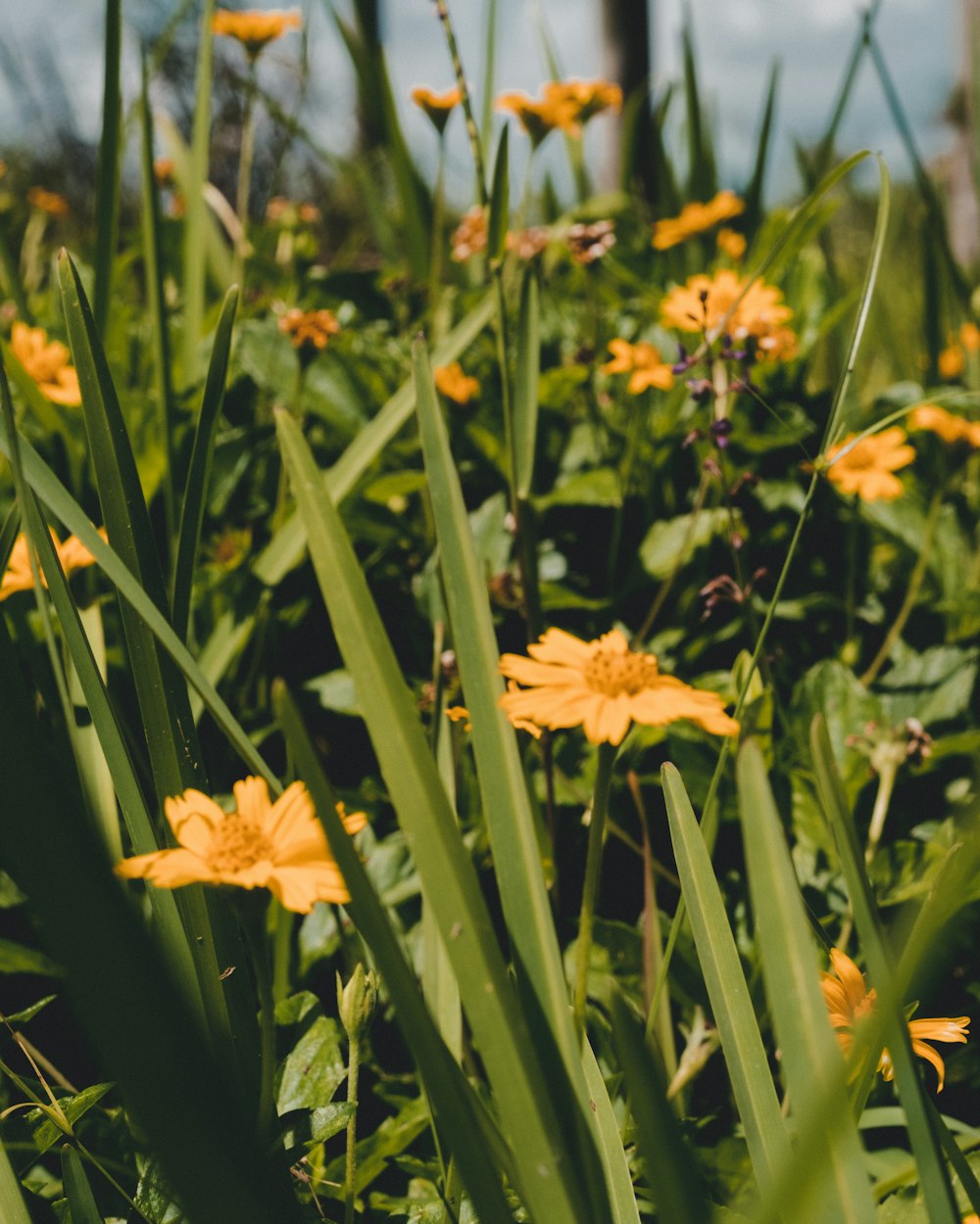 yellow flowers in green grass field during daytime