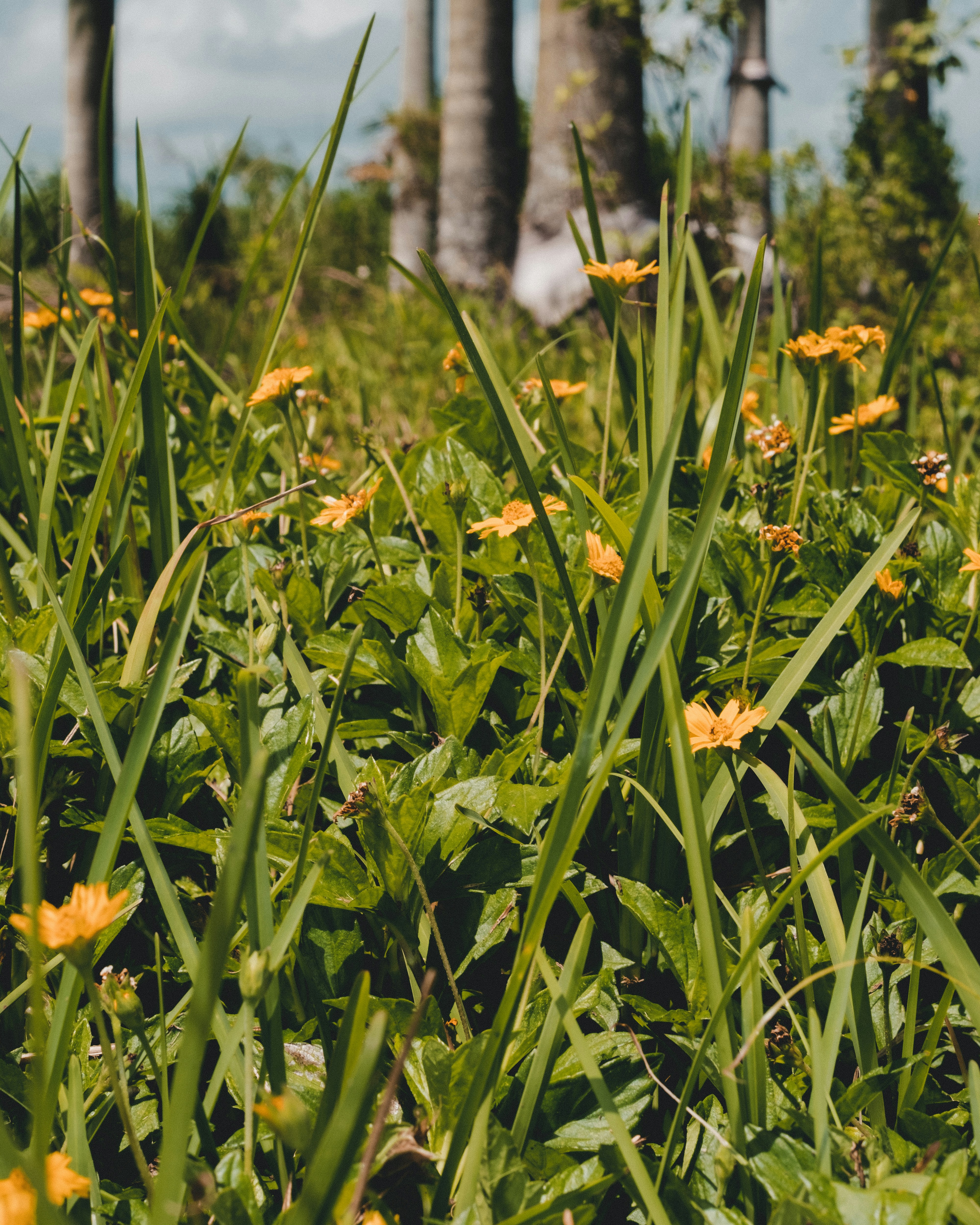 florida native plants
