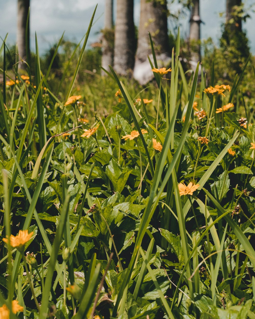 green grass field during daytime