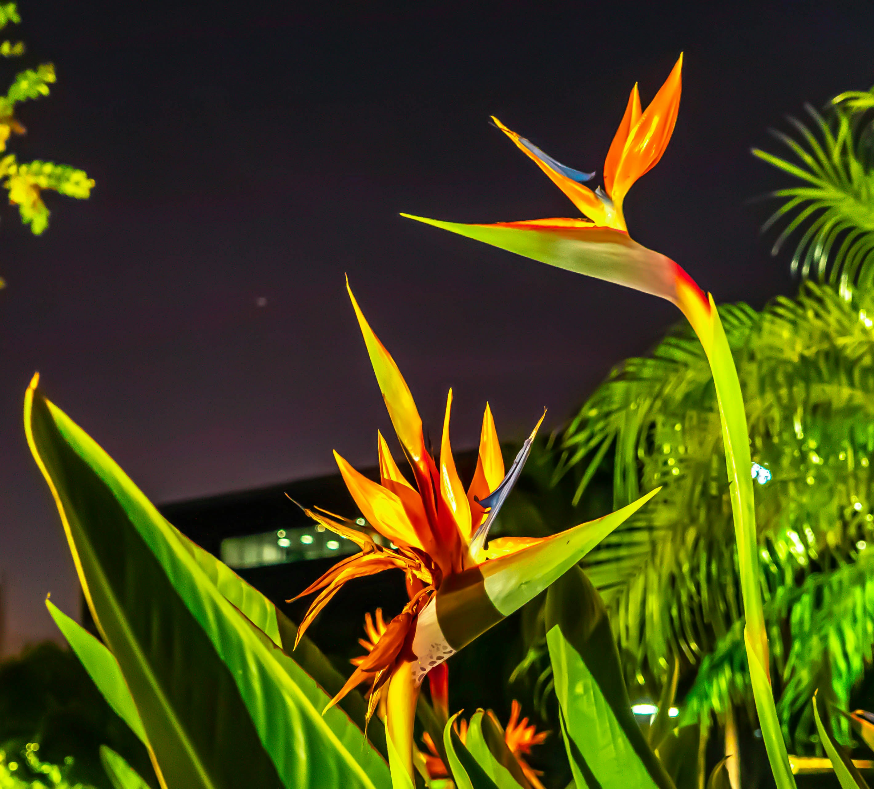 orange and green plant in close up photography