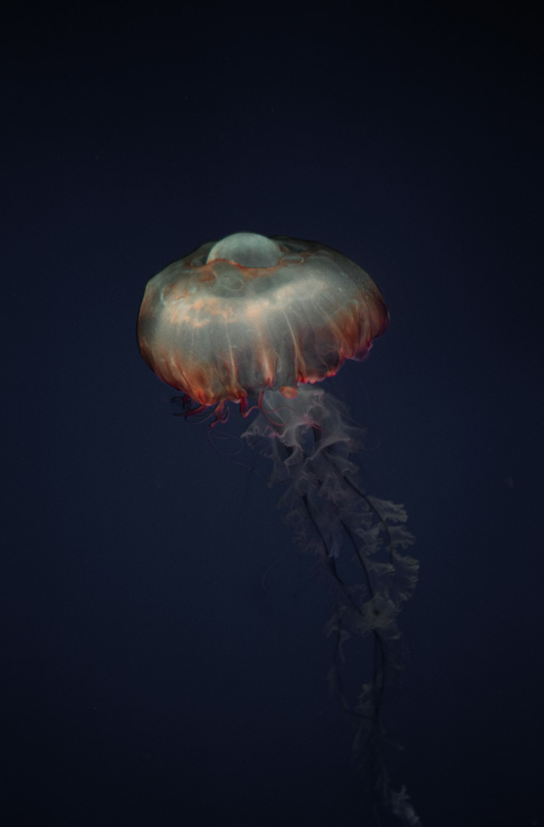 blue jellyfish on black background