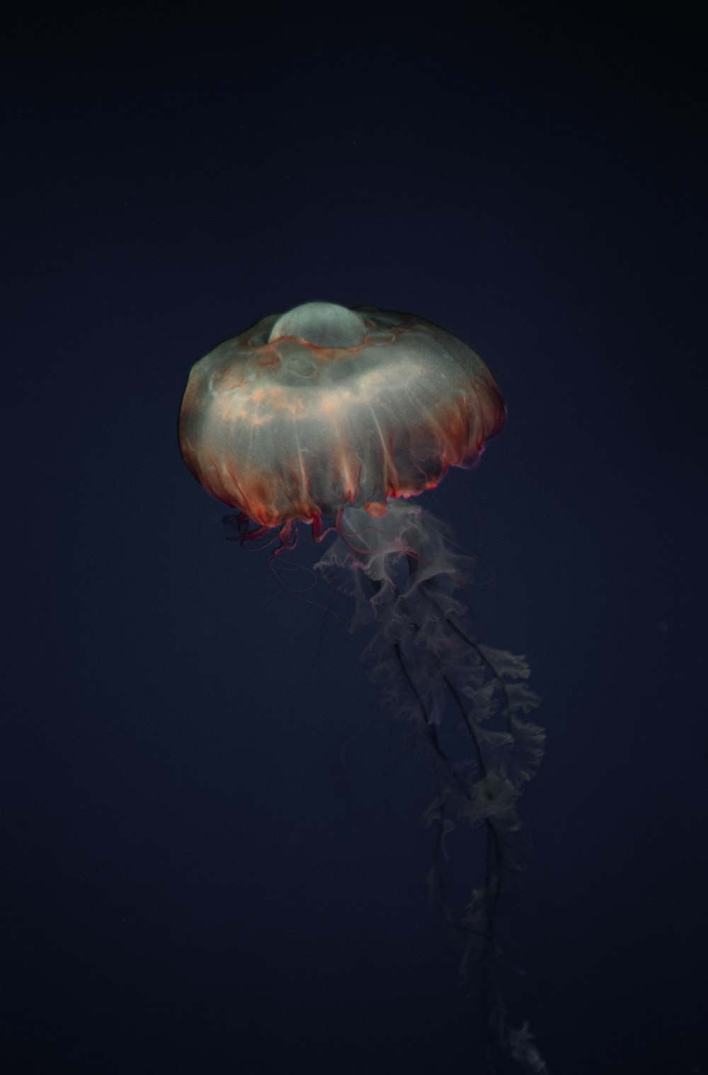 blue jellyfish on black background