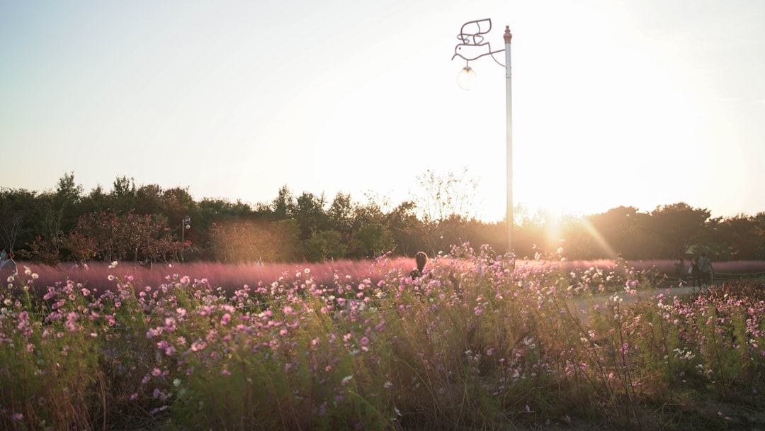 pink flower field during daytime