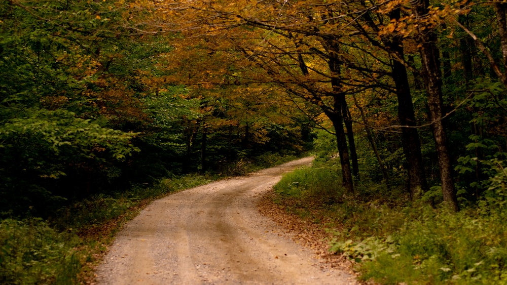 brown dirt road between green trees during daytime