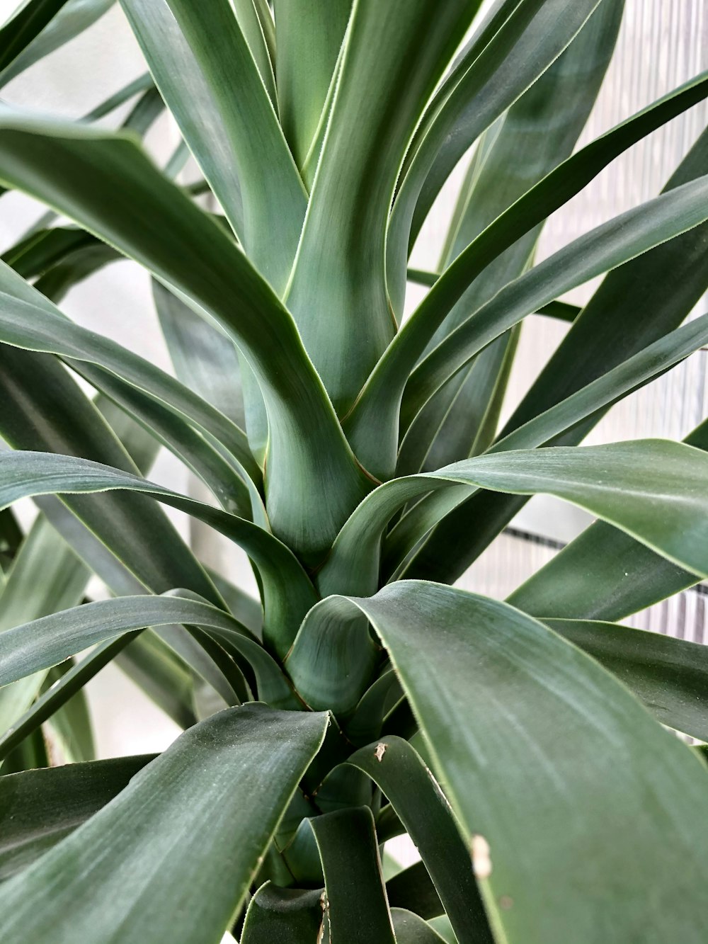 green leaf plant during daytime