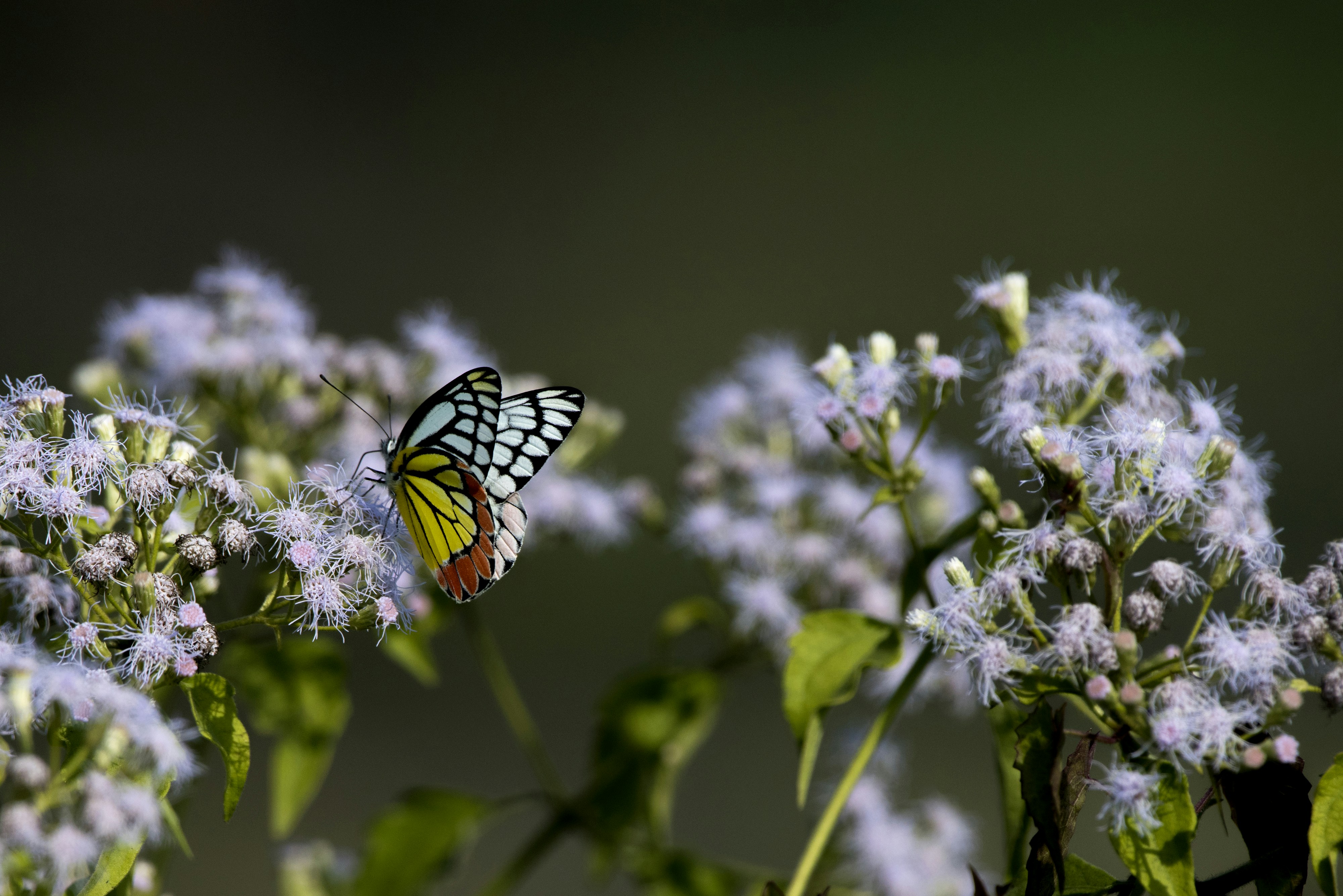 Photo by bisakhadatta