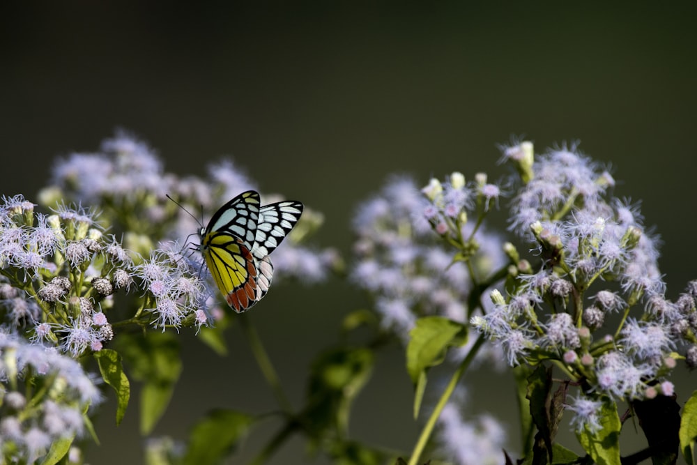 tiger swallowtail butterfly perched on white flower in close up photography during daytime