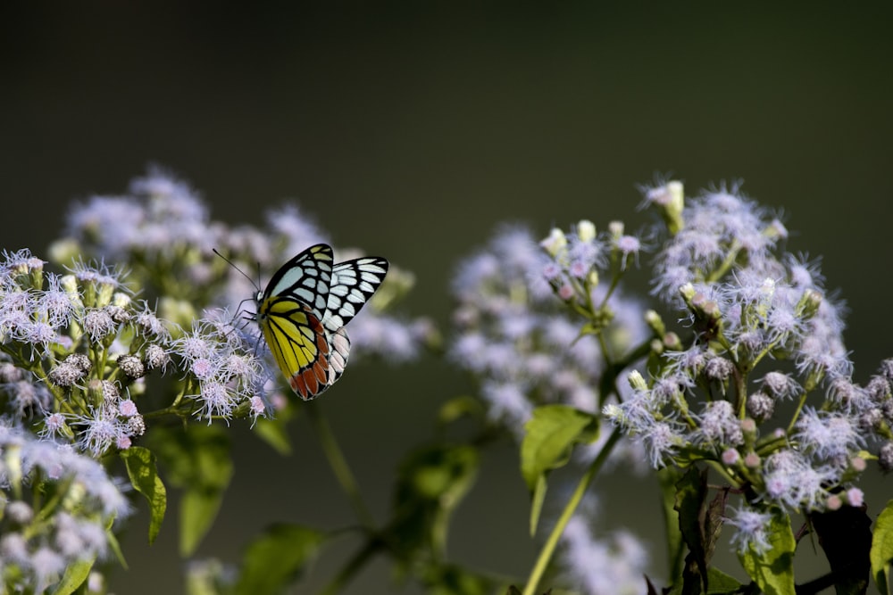 Tigerschwalbenschwanz-Schmetterling sitzt tagsüber auf weißer Blume in Nahaufnahmen