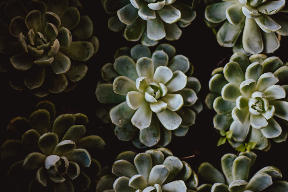 green and white flower in close up photography