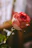 Close-up of a delicate pink rose arrangement glowing softly under natural light.