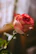 Close-up of a delicate pink rose arrangement glowing softly under natural light.