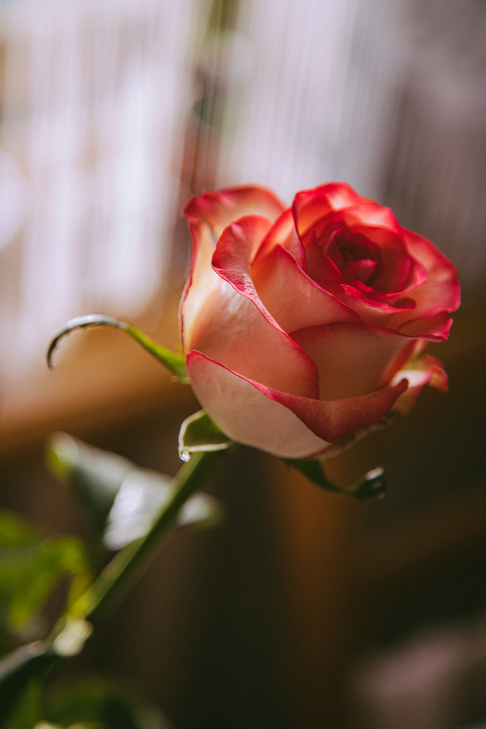 pink rose in bloom during daytime