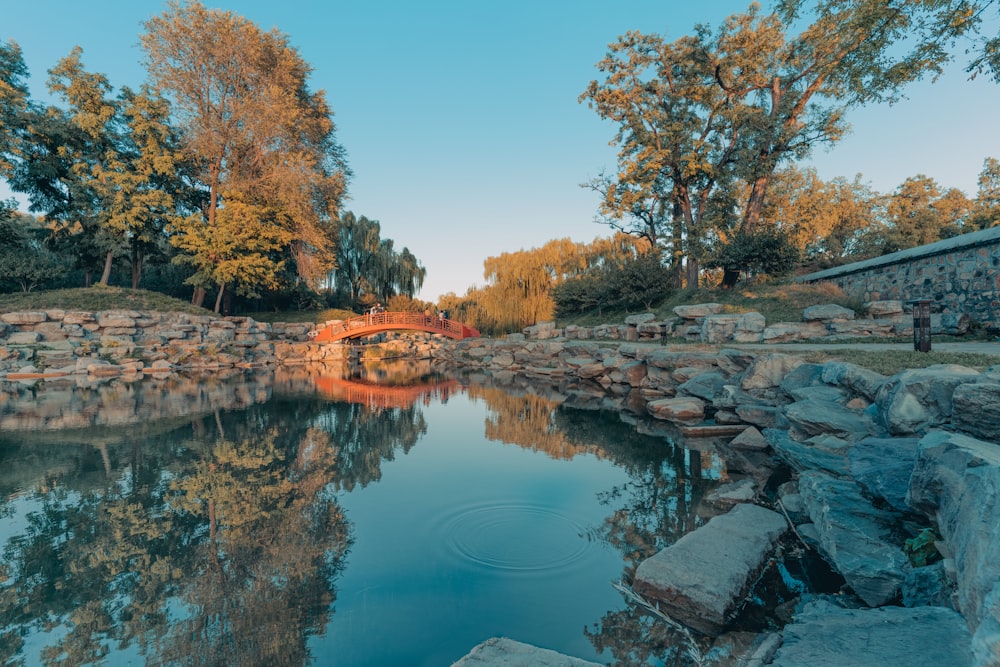 body of water between trees during daytime