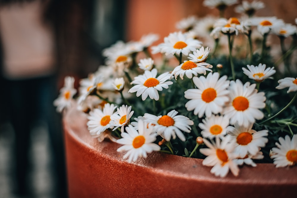 flores blancas y amarillas en maceta de barro marrón