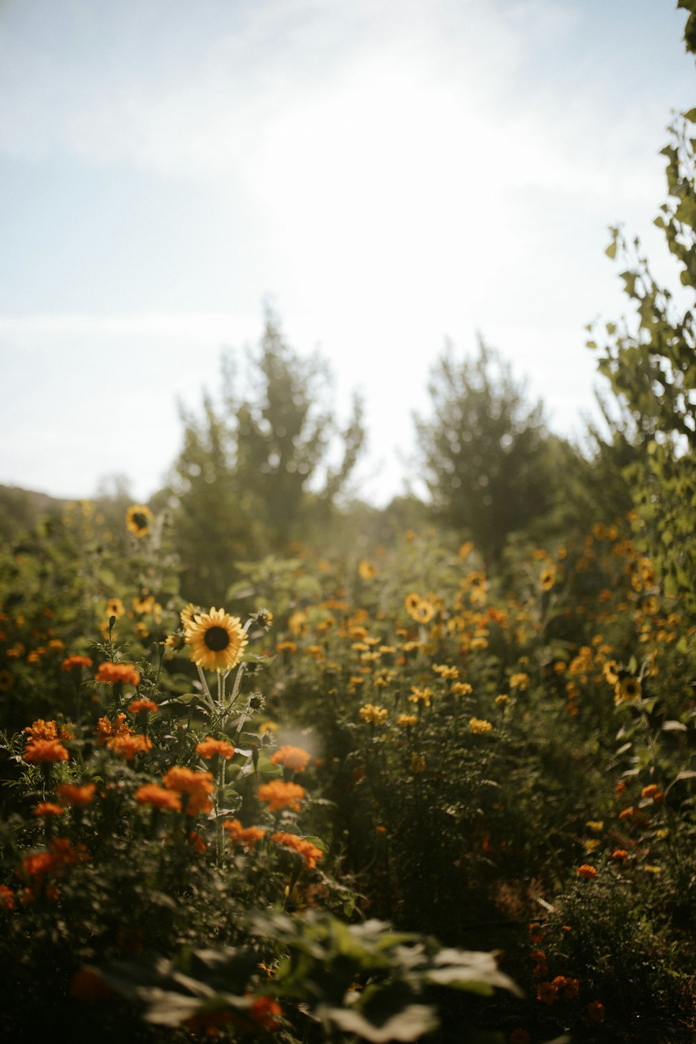 yellow sunflower field during daytime